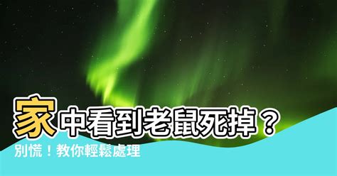 家有老鼠風水|老鼠來訪？別慌！秘訣在此